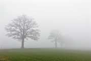 Rüderswiler Eichen im Nebel: Gefaltete Grusskarte
