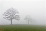 Grusskarte Rüderswil: Eichen im Nebel